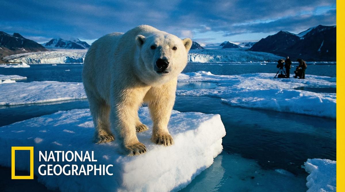 四虎北极熊视频